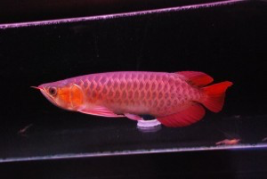 Arowana fish for sale slightly negotiable Bremen