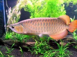 We do have various fishes for sale Дрезден - изображение 1