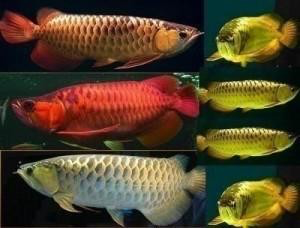 Super Red, green and blue, Red tail for sale- Potsdam