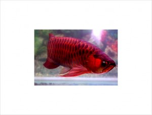 Red Arowana fishes for sale Bremen