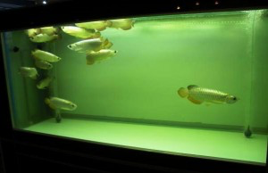 New Arrival of arowana fish and other arowana in stock Шверин - изображение 1