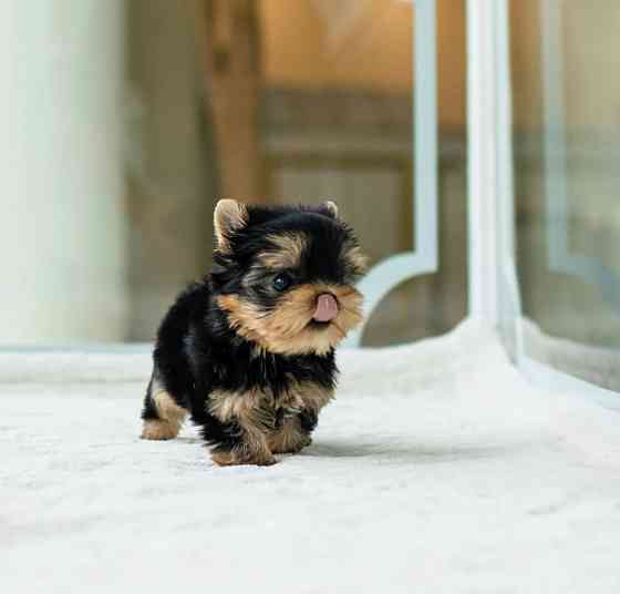 Toy yorkie pups for your family Шверин