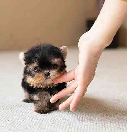 Toy yorkie pups for your family Schwerin