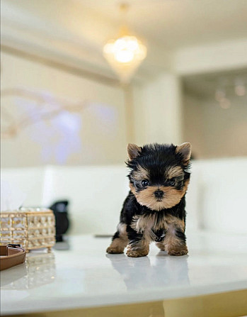 Toy yorkie pups for your family Шверин - изображение 2