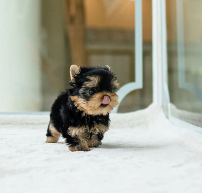 Toy yorkie pups for your family Шверин - изображение 1