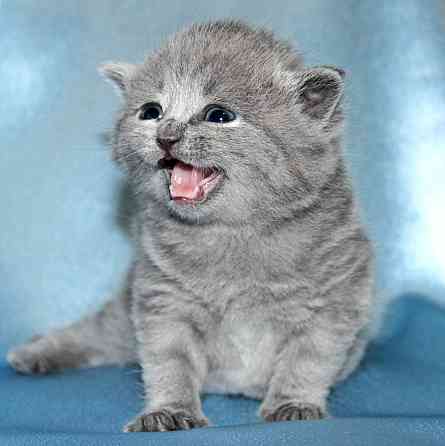 British Shorthair kittens Дюссельдорф