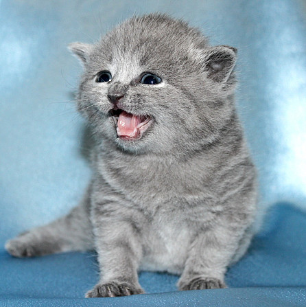 British Shorthair kittens Duesseldorf - photo 1