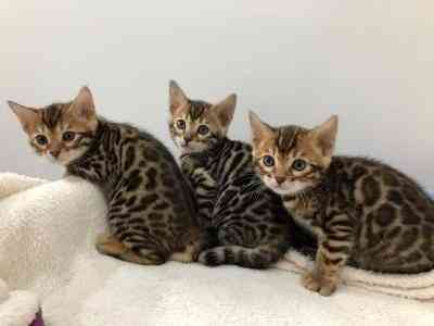 Bengal kittens Дюссельдорф