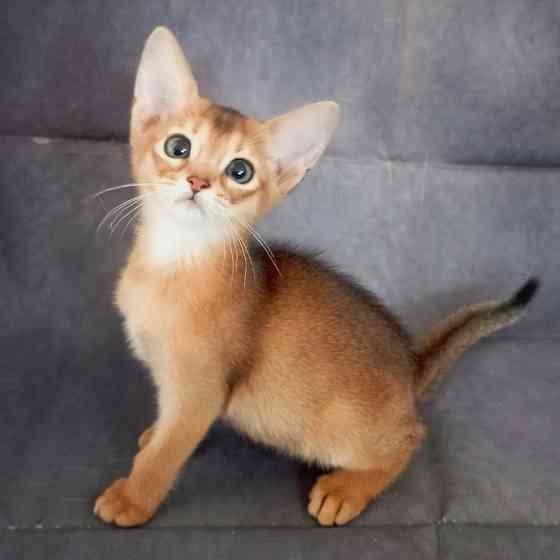 Abyssinian kittens Дюссельдорф