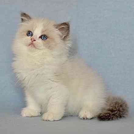 Ragdoll kittens Duesseldorf