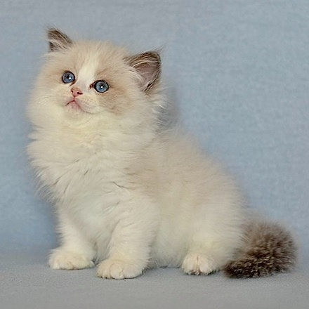 Ragdoll kittens Düsseldorf - изображение 1