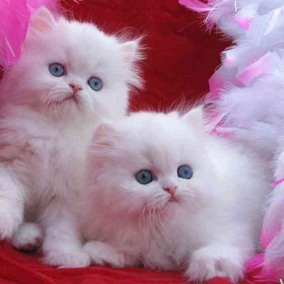 Persian kittens Дюссельдорф