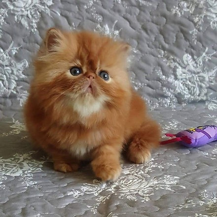 Persian kittens Гамбург - изображение 2