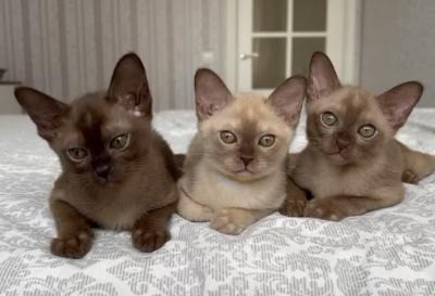 Burmese kittens Duesseldorf - photo 1