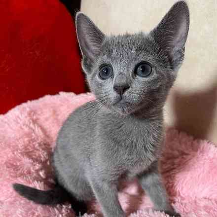 Russian Blue Kittens Duesseldorf