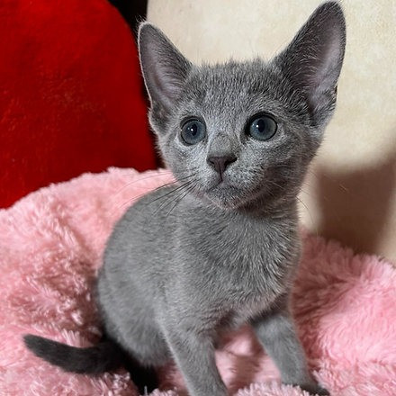 Russian Blue Kittens Duesseldorf - photo 1