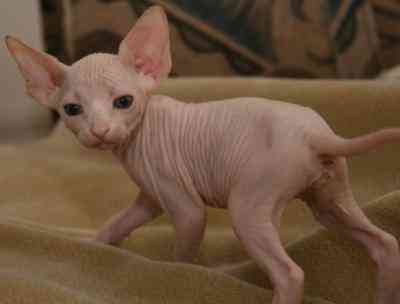 Sphynx kittens Дюссельдорф