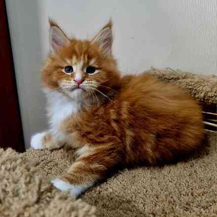 Maine coon kittens Düsseldorf