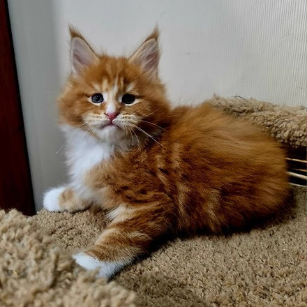 Maine coon kittens Duesseldorf - photo 2