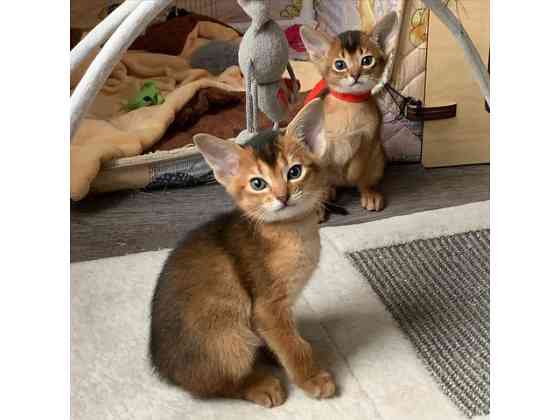 Abyssinian kittens Дюссельдорф