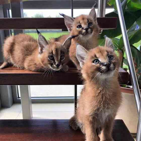 Caracal kittens Дюссельдорф