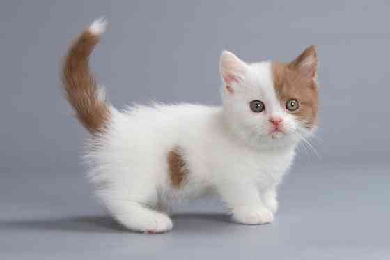 munchkin kittens Дюссельдорф