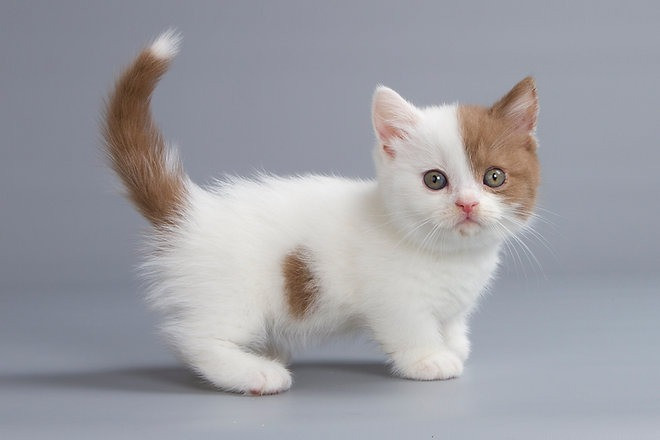 munchkin kittens Duesseldorf - photo 1