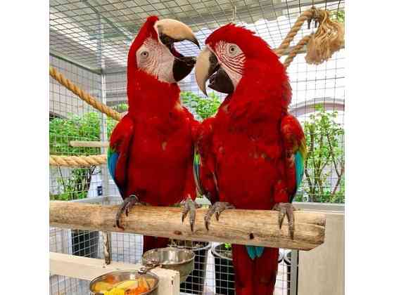 Scarlet macaw parrots Düsseldorf