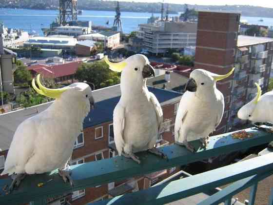 Cockatoo Parrots Duesseldorf