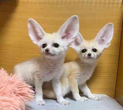 Fennec Fox Duesseldorf