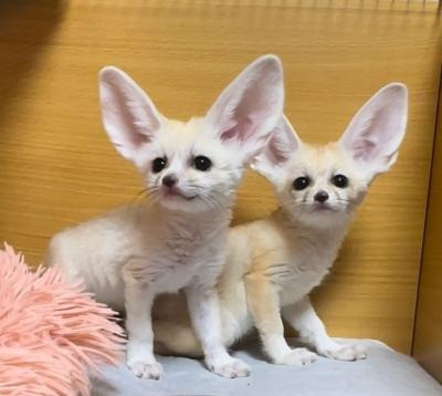 Fennec Fox Düsseldorf - изображение 2