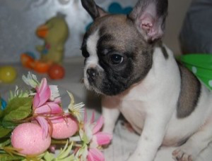 Frenchie bulldog puppies for sale Вісбаден - изображение 1