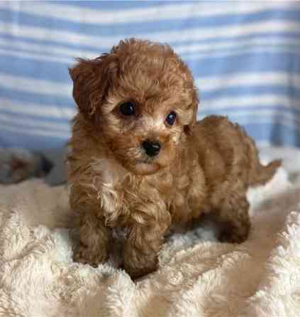 Maltipoo-Welpen Stuttgart