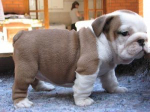 Pure breed’s English bulldog puppies for sale Берлін - изображение 1