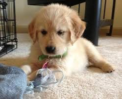 Golden Retriever puppies available Wiesbaden