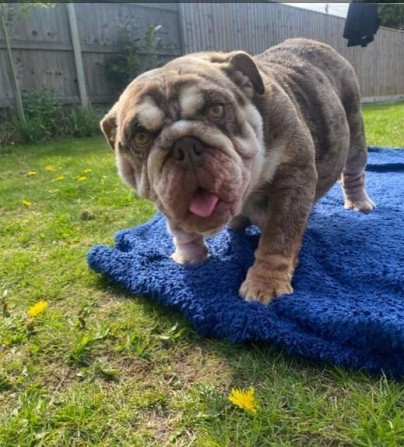 Englische Bulldoggenwelpen zur Adoption Штутгарт - изображение 1