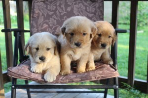 Social and lovely golden retrievers pups Stuttgart