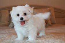 Maltese pups available for sale Wiesbaden - изображение 1