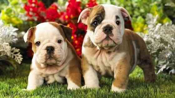 Edle und atemberaubende englische Bulldoggenwelpen Berlin