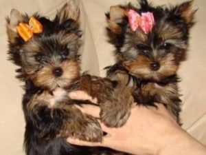 Healthy Home Trained T-Cup Yorkie pups Дрезден - изображение 1