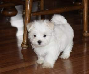 Maltese pups for sale Шверин