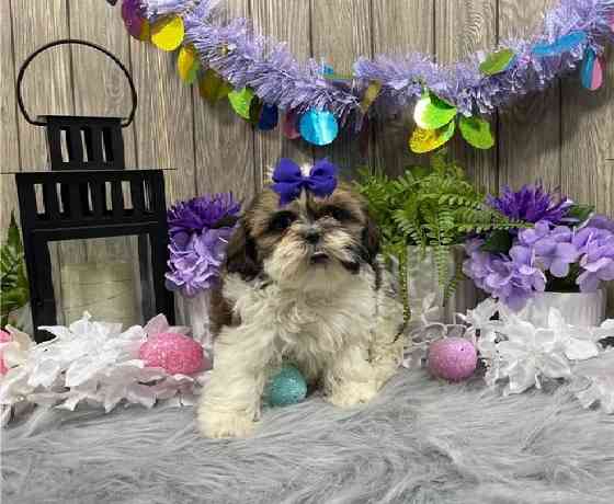 Süßer Shih Tzu zu verkaufen Штутгарт