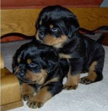 Pure breeds Rottweiler puppies for sale Висбаден - изображение 1