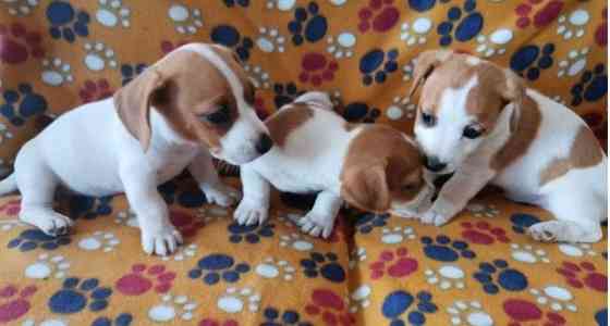 reinrassige Miniatur-Jack-Russell-Welpen mit Stammbaum Stuttgart