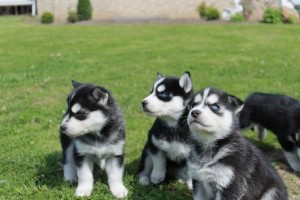 Pure breeds Siberia huskies pups for Re homing Дюссельдорф