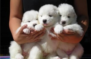 Charming male and female Samoyed pups for adoption. Düsseldorf