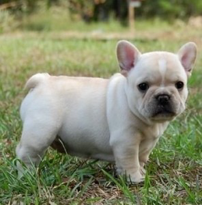 French bulldogs for rehoming Hannover