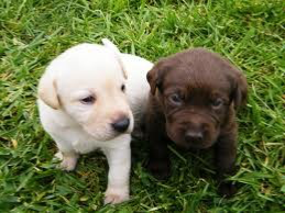 Labrador retriever puppies available. Висбаден