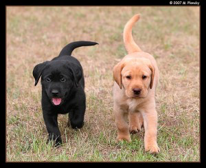 Labrador retriever puppies available. Wiesbaden