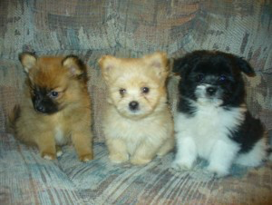 Pomeranian puppies for sale Майнц - изображение 1